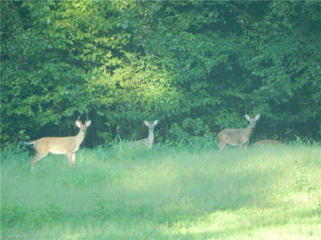 2123 Waterford Pointe Road Lexington, NC 27292 - Photo 22 of 24 Quiet, peaceful. Area wildlife.