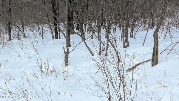 a view of a yard with plants and trees