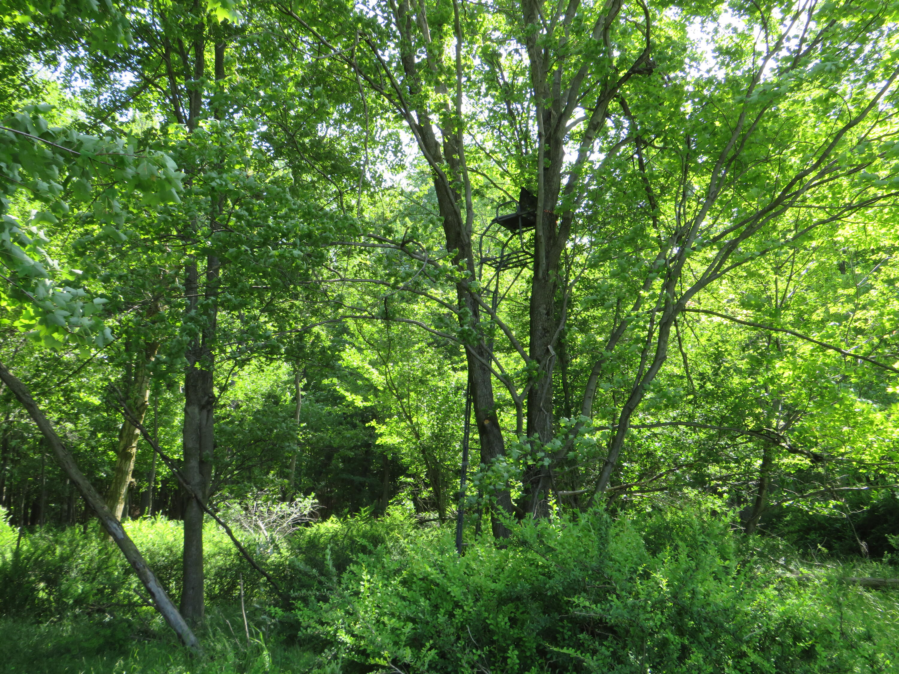 Vl South Elkton Road Owendale, MI 48754 - Photo 12 of 39 IMG_6465