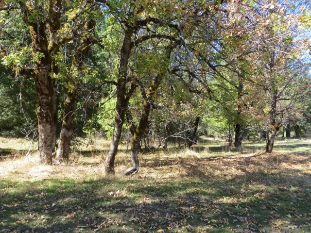2500 Van Duzen Road Bridgeville, CA 95526 - Photo 7 of 48