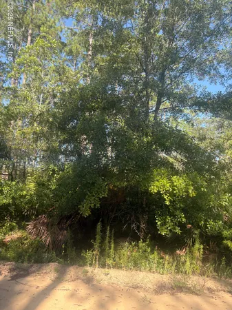 a view of a yard