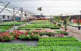 7038 McNutt Road Anthony, NM 88021 - Photo 19 of 21 a view of a bunch of flowers and buildings in background