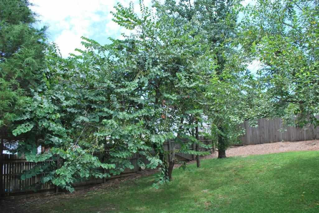 918 Dixie Trail Raleigh, NC 27607 - Photo 20 of 23 Photo 21