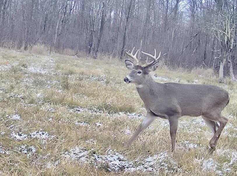 N1742 County Road North Kennan, WI 54537 - Photo 60 of 61 Wildlife