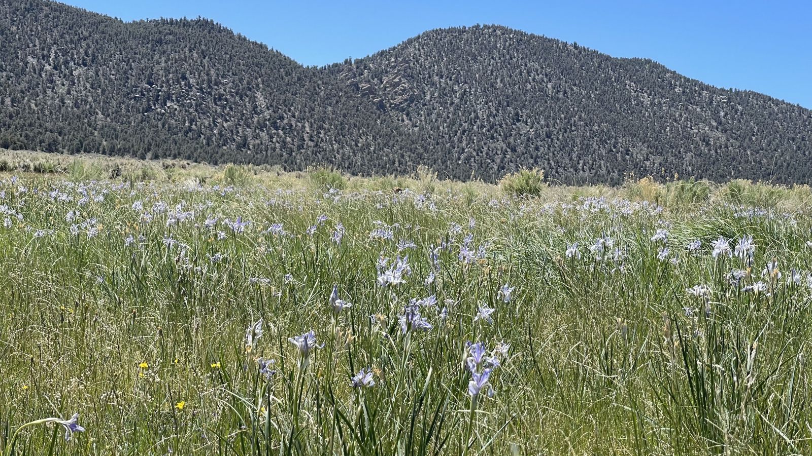 Benton Crossing Road Bishop, CA 93514 - Photo 11 of 25 a view of a yard with a tree
