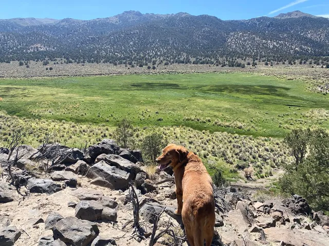 a view of a lush green hillside and houses