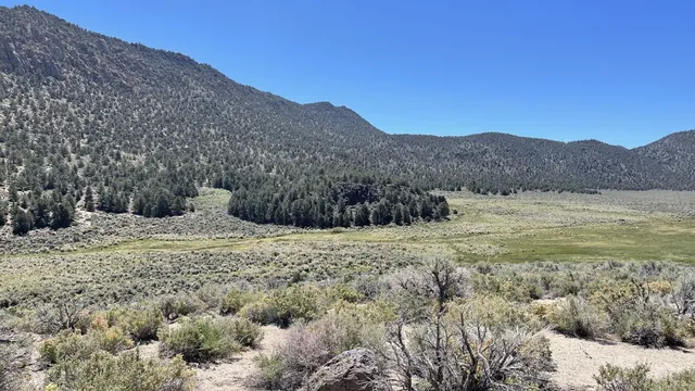 a view of a dry yard with green space