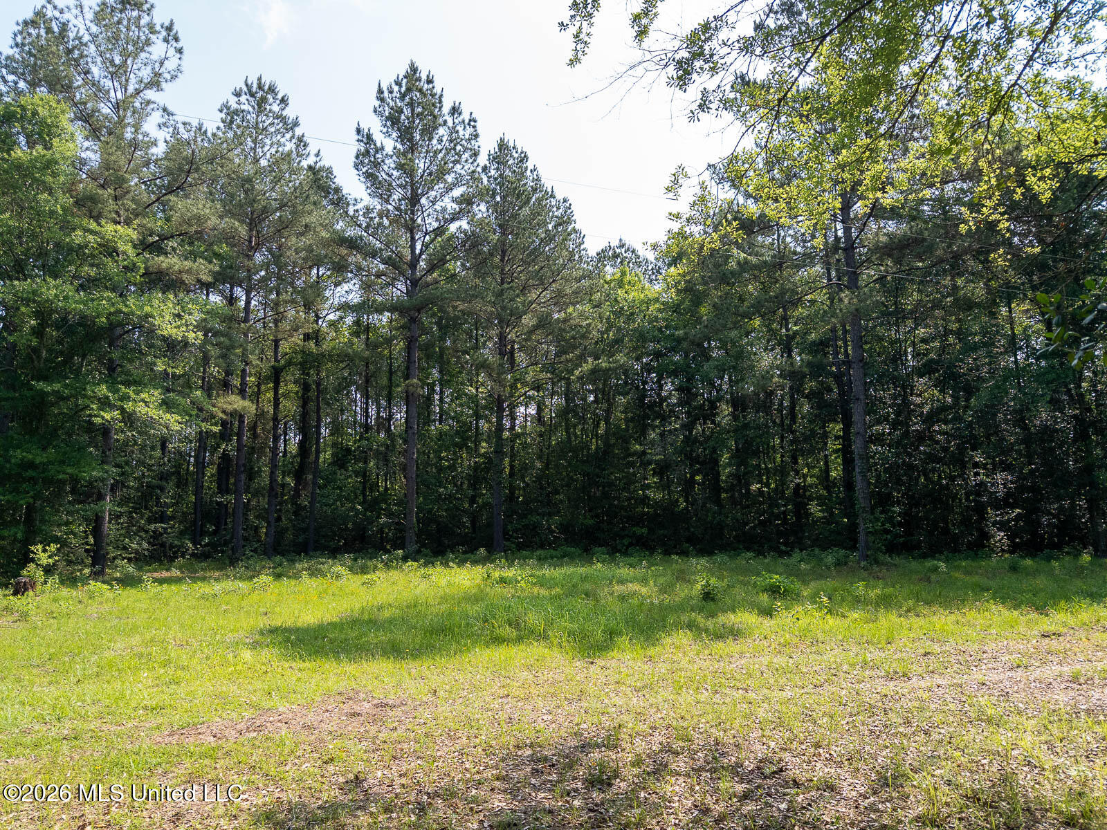 Perry Lake Road Beaumont, MS 39423 - Photo 11 of 16 10-acres-Perry-County-Thompson-Creek-11-