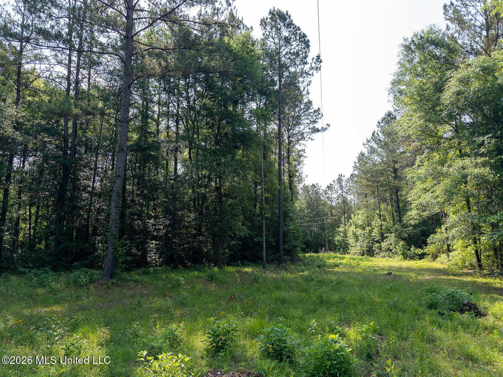 Perry Lake Road Beaumont, MS 39423 - Photo 13 of 16 10-acres-Perry-County-Thompson-Creek-13-