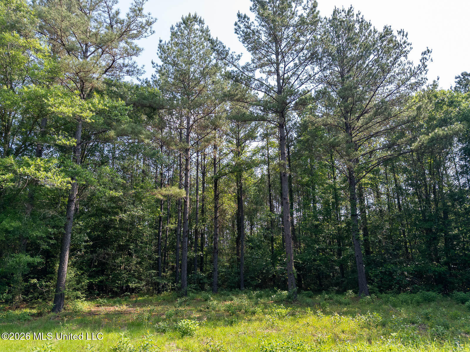 Perry Lake Road Beaumont, MS 39423 - Photo 15 of 16 10-acres-Perry-County-Thompson-Creek-15-