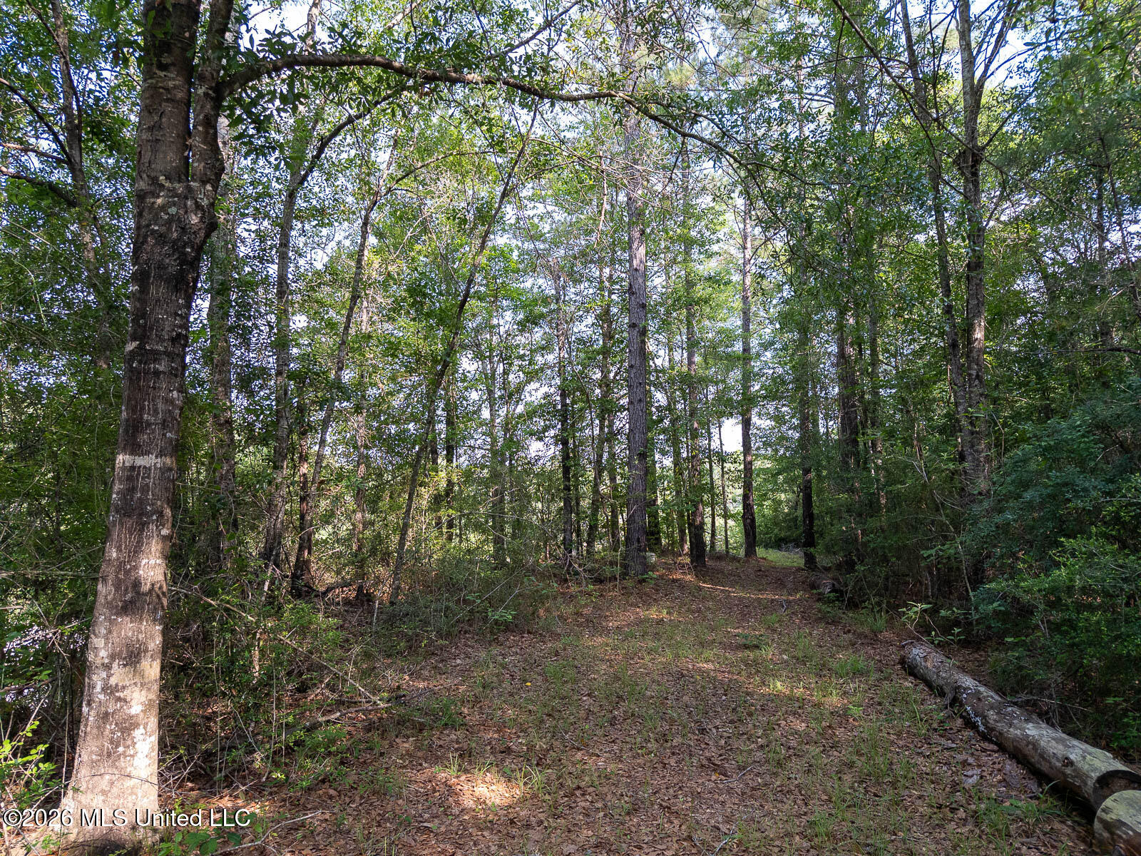 Perry Lake Road Beaumont, MS 39423 - Photo 6 of 16 10-acres-Perry-County-Thompson-Creek-6-w