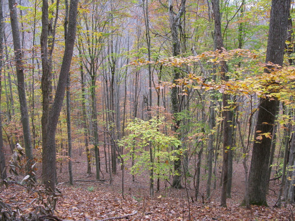 Bluestone River Road Jumping Branch, WV 25969 - Photo 13 of 14 Gallery Image 13
