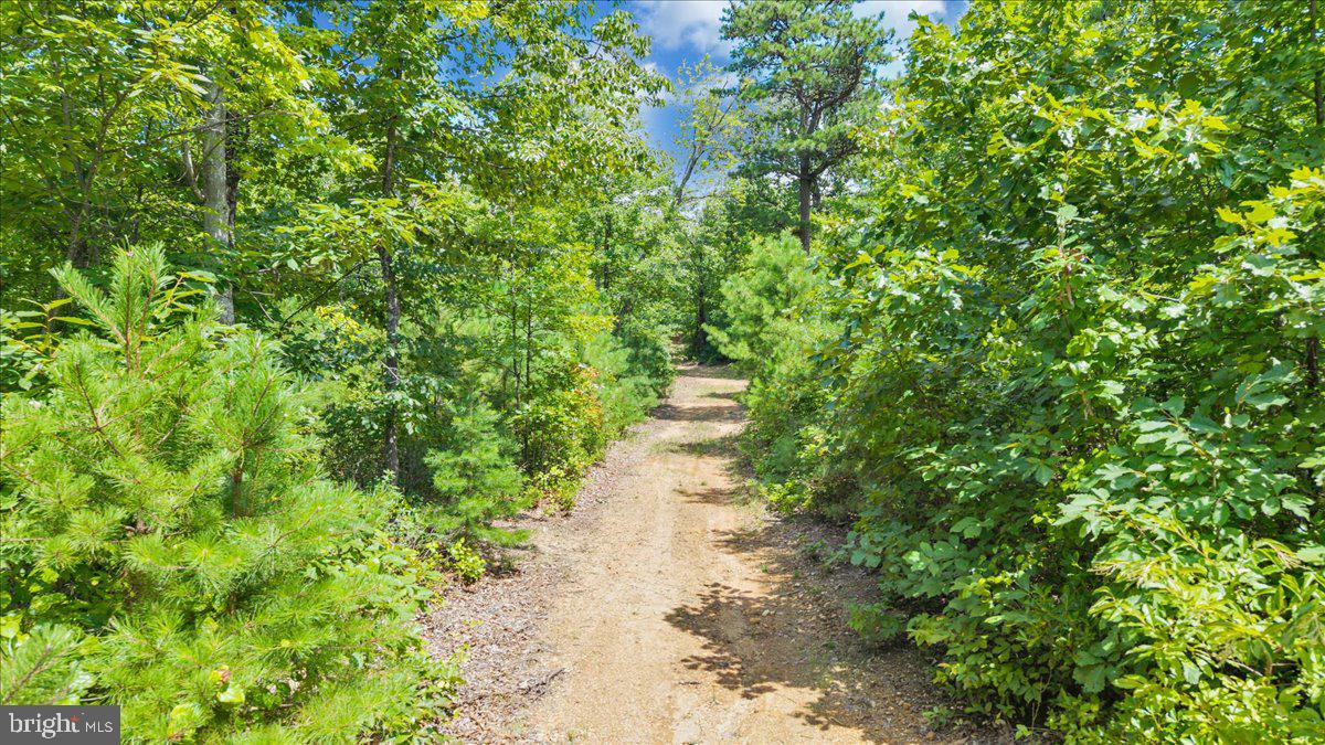 415 Grahams Farm Road Stuart, VA 24171 - Photo 99 of 121 Serene path through lush greenery.
