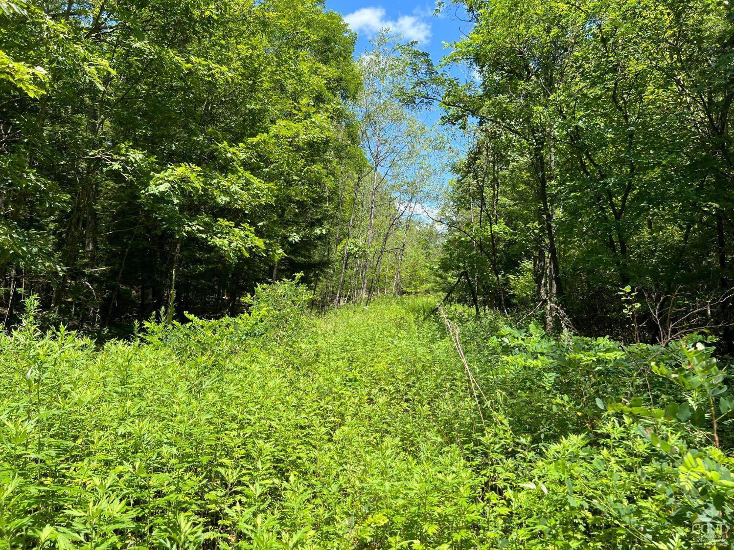0 Vernal Butler Road Cairo, NY 12413 - Photo 3 of 10 a view of a garden
