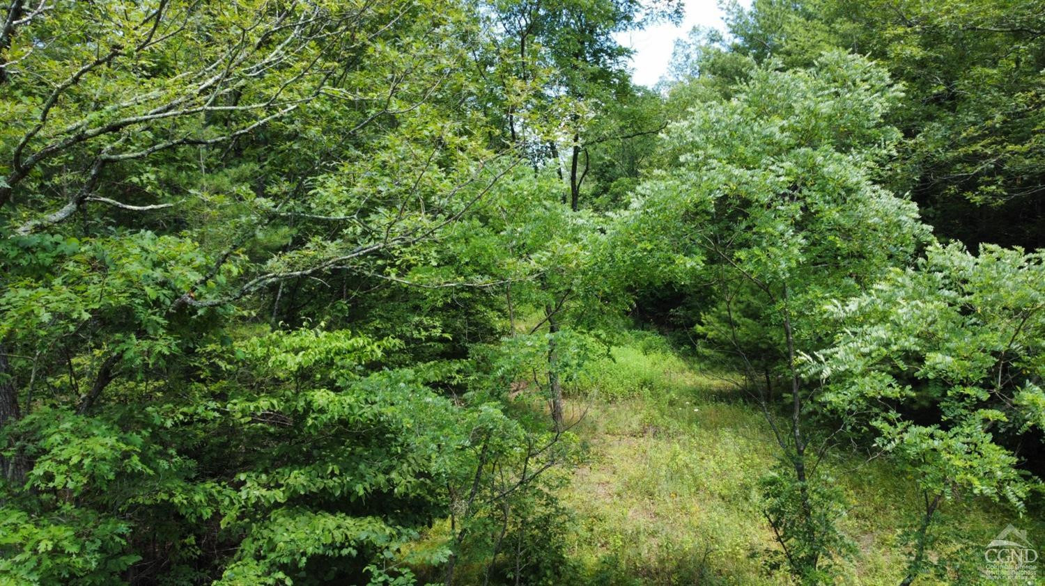 0 Vernal Butler Road Cairo, NY 12413 - Photo 4 of 10 a view of a lush green forest
