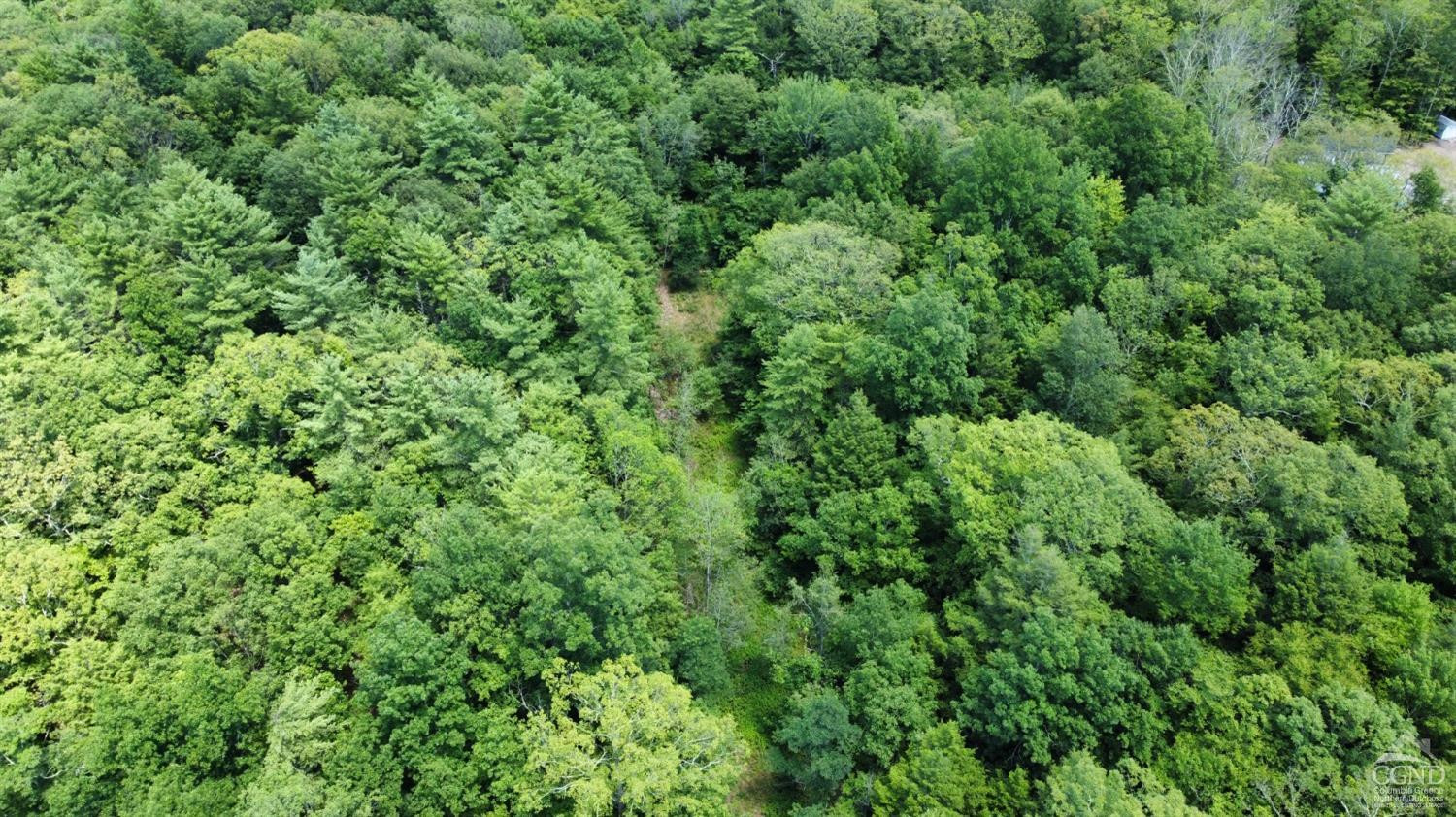 0 Vernal Butler Road Cairo, NY 12413 - Photo 6 of 10 an outdoor view of a forest