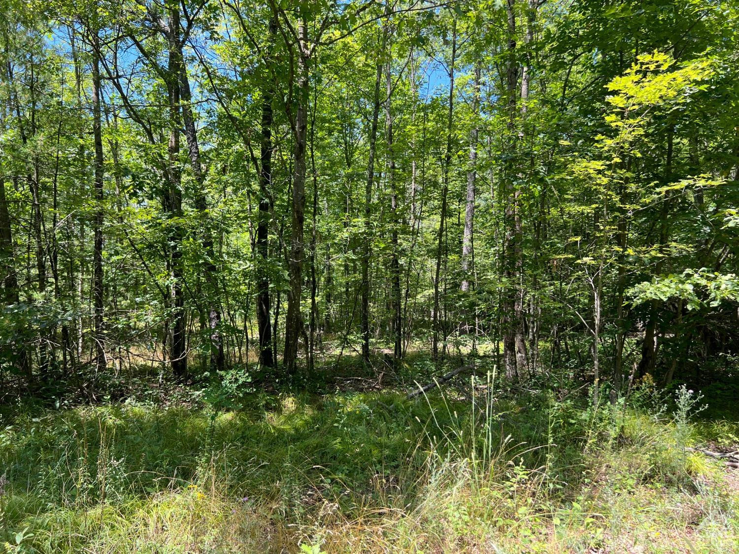 0 Vernal Butler Road Cairo, NY 12413 - Photo 7 of 10 a view of a garden