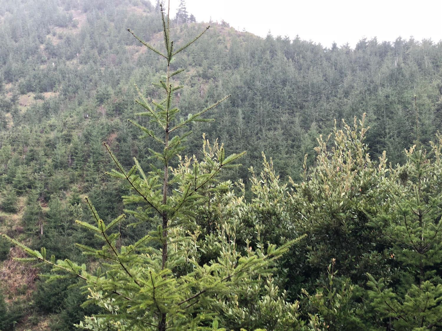 0 Rock Creek Road Myrtle Point, OR 97458 - Photo 2 of 3 Additional Photo