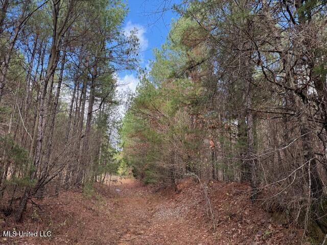 0 Beck Springs Potts Camp, MS 38659 - Photo 15 of 24 IMG_3022