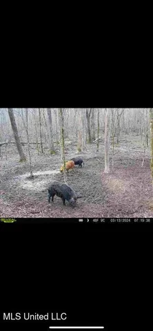 $2,500,000 | 0 Beck Springs, Potts Camp, MS 38659