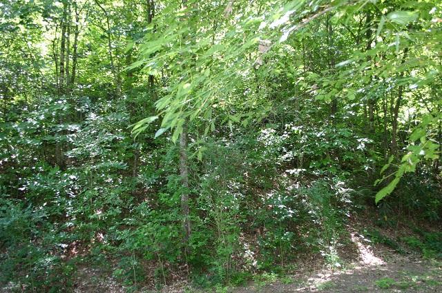 201 Middle Creek Road Cosby, TN 37722 - Photo 22 of 26 land