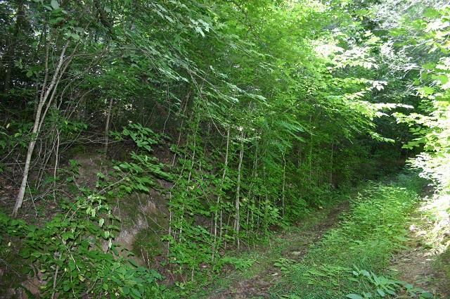 201 Middle Creek Road Cosby, TN 37722 - Photo 24 of 26 more of land