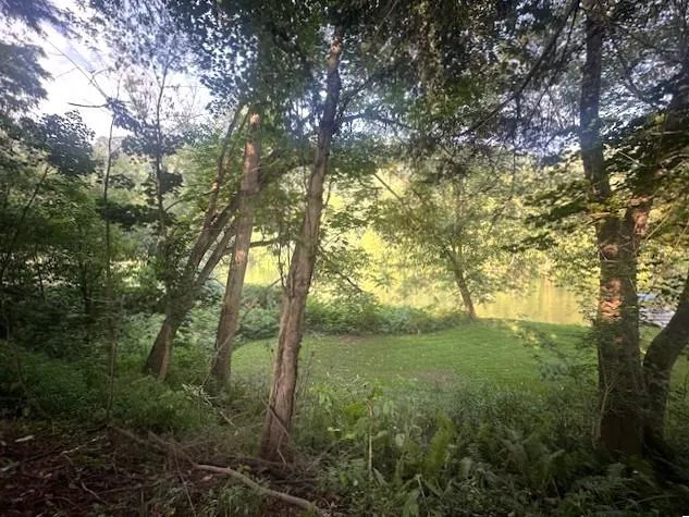 a view of a yard with a tree