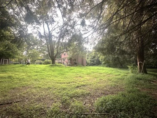 a view of a lush green forest