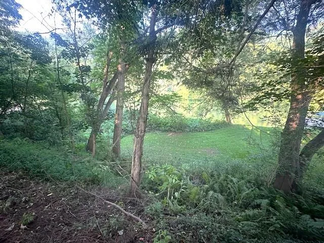 a view of a tree in a yard