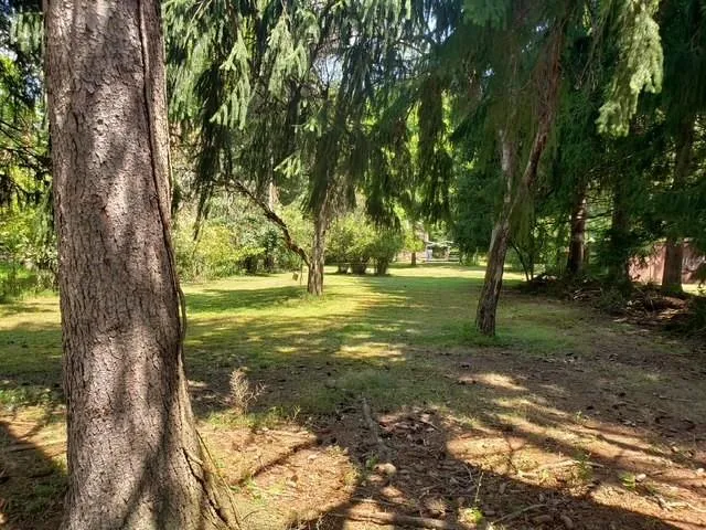 a view of a tree in the middle of a yard