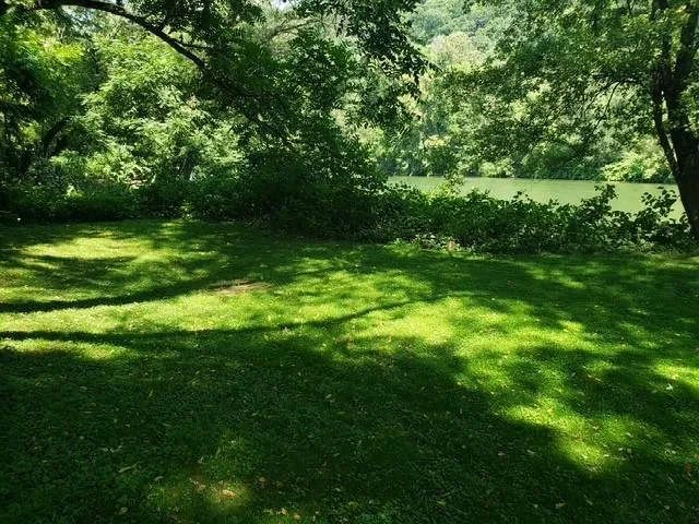 a view of a yard with a tree