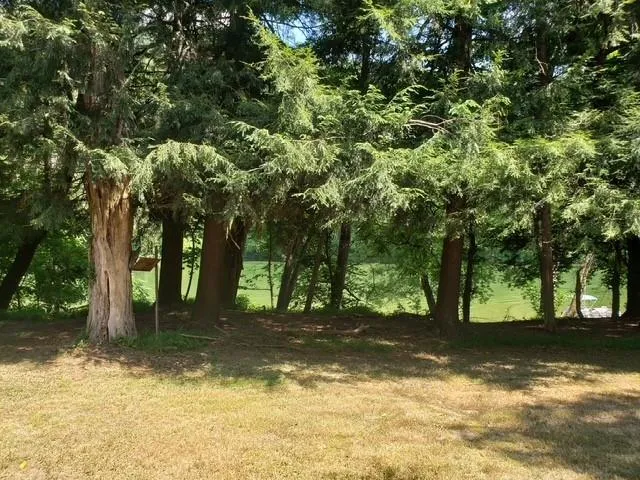 a view of a yard with a tree