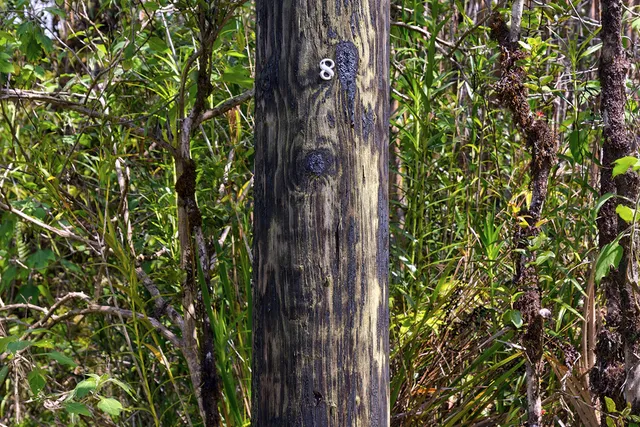 a close up of a plant in a garden