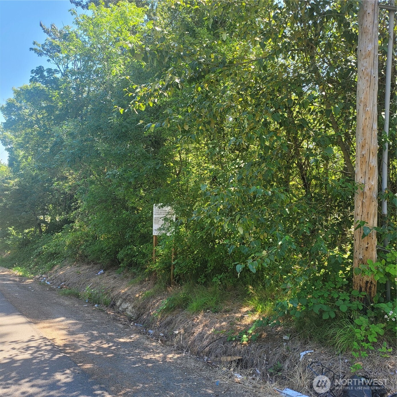 821 Southwest 4th Place Renton, WA 98057 - Photo 4 of 9 a view of a forest filled with trees