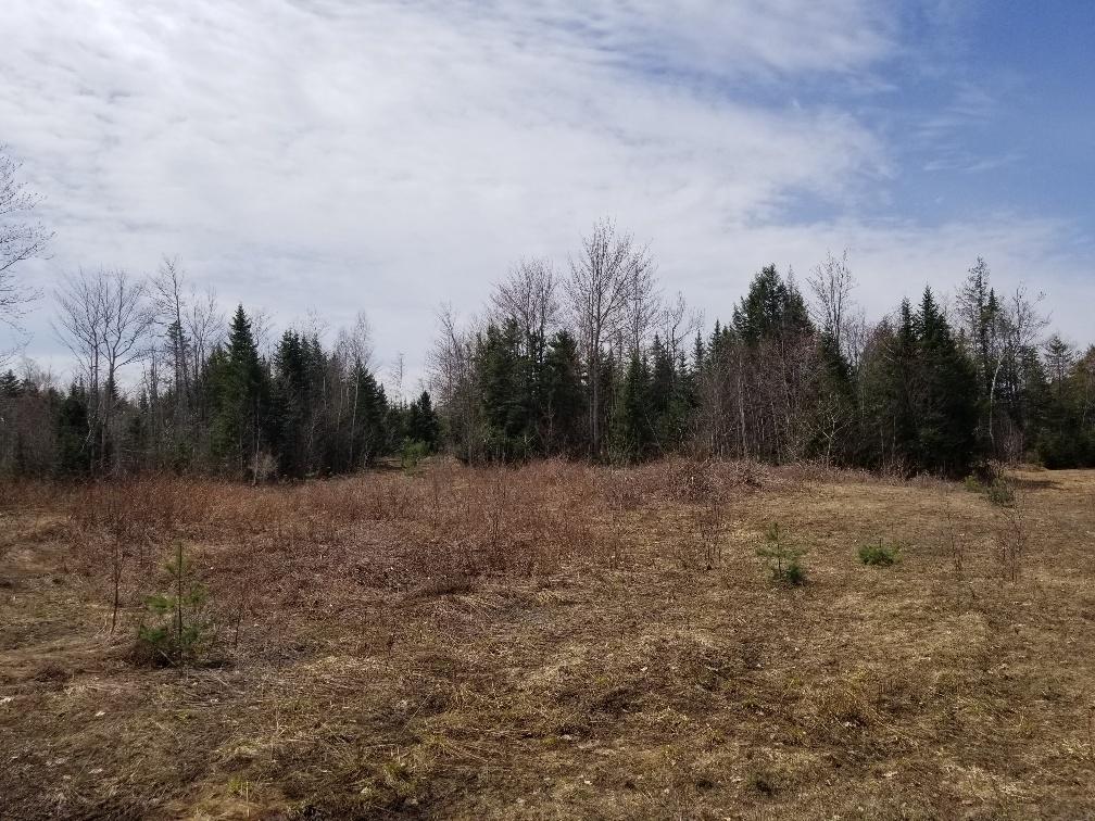 0 Weeks Mills Road New Sharon, ME 04955 - Photo 17 of 38 open area old logging yard