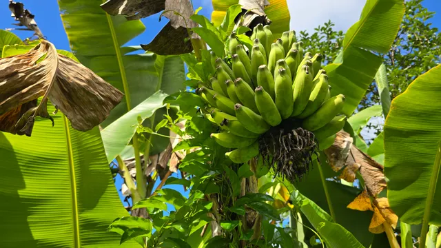 $315,000 | 14-3404 Hawaii Road, Pahoa, HI 96778