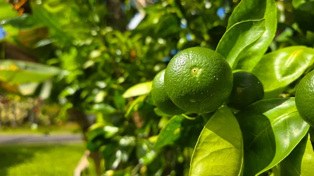 $315,000 | 14-3404 Hawaii Road, Pahoa, HI 96778