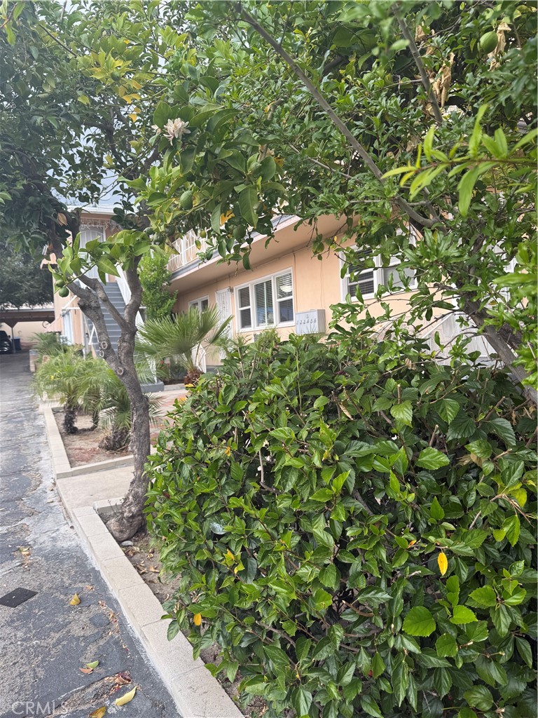 7061 Greeley Street Tujunga, CA 91042 - Photo 3 of 14 a picture of plants