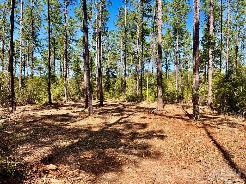 Lot 94 Turning Leaf Road Pace, FL 32571 - Photo 4 of 14