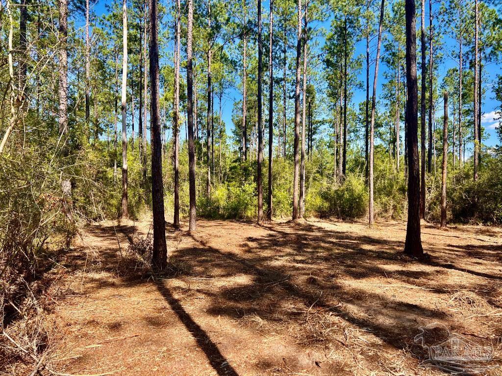 Lot 94 Turning Leaf Road Pace, FL 32571 - Photo 6 of 14
