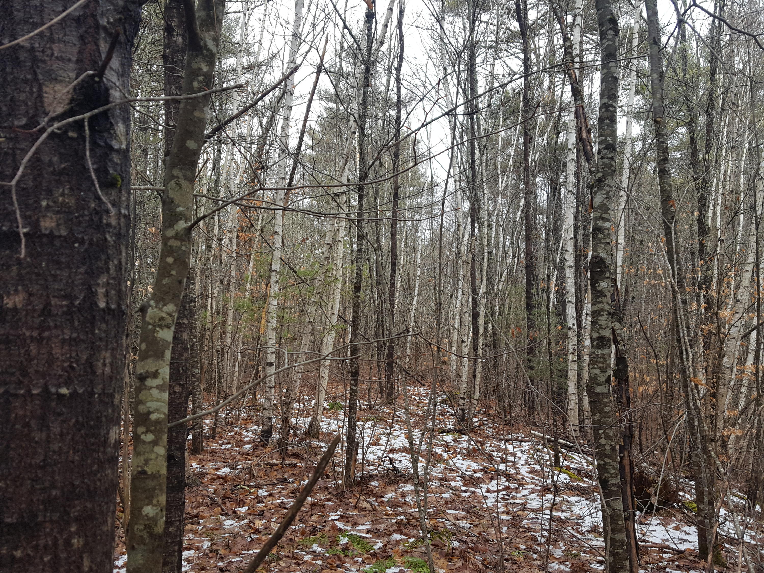2200 Alna Road Alna, ME 04535 - Photo 15 of 59 20210117_101334