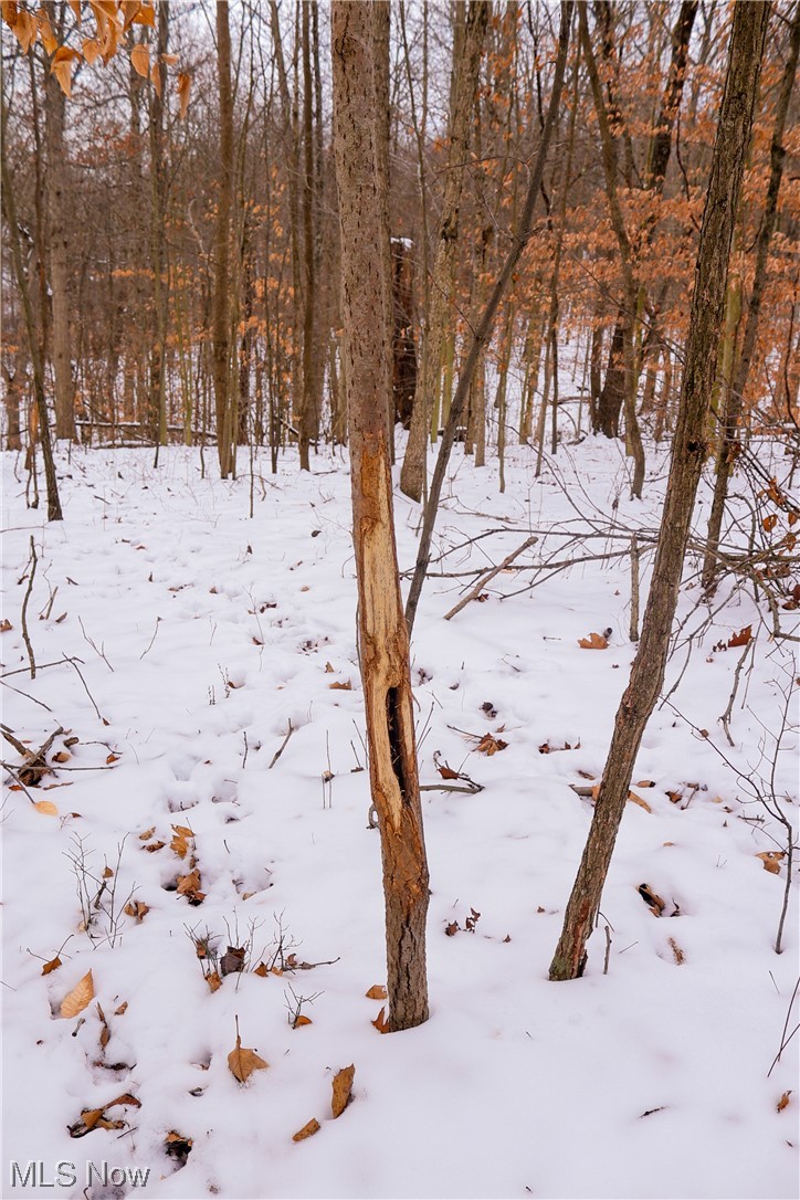 1015 Butterbean Ridge Road Philo, OH 43771 - Photo 15 of 26 View of yard layered in snow