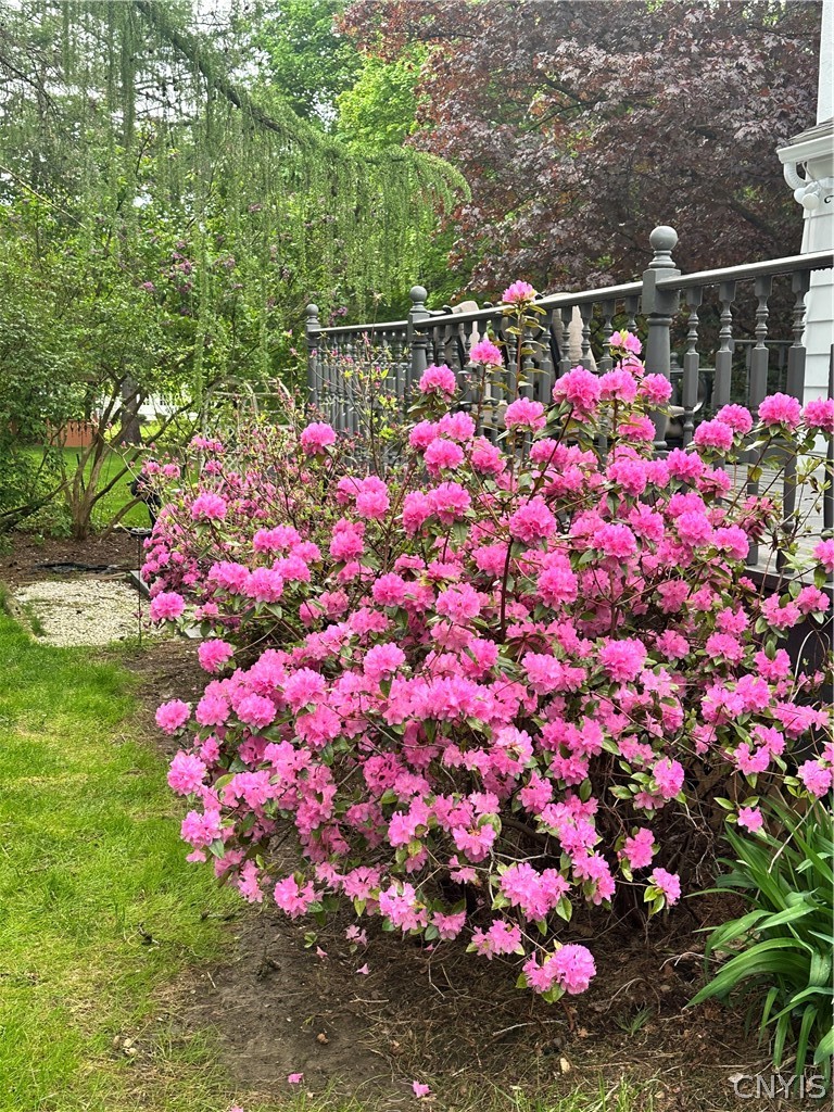 31 Lyndon Road Fayetteville, NY 13066 - Photo 42 of 47 Beautiful Azalea Bush by the south facing deck.