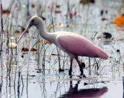 $3,500 | 156 Southwest Peacock Boulevard, Unit 29202, St. Lucie West, FL 34986