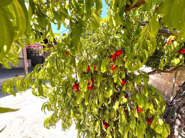 a flower plants and flowers in front of a house