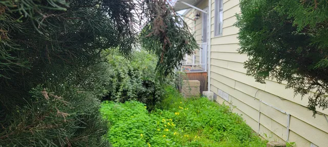 a view of a yard with plants and a large tree