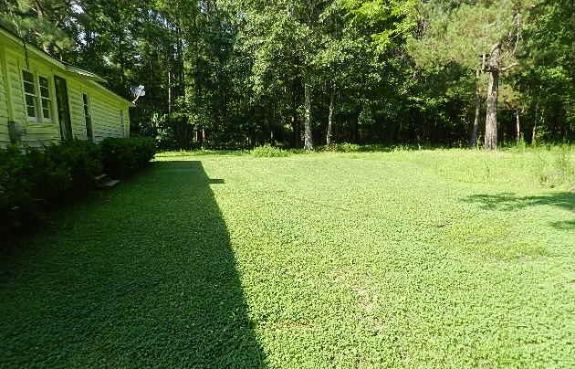 1820 Hoodtown Road St. Stephen, SC 29479 - Photo 5 of 14 backyard