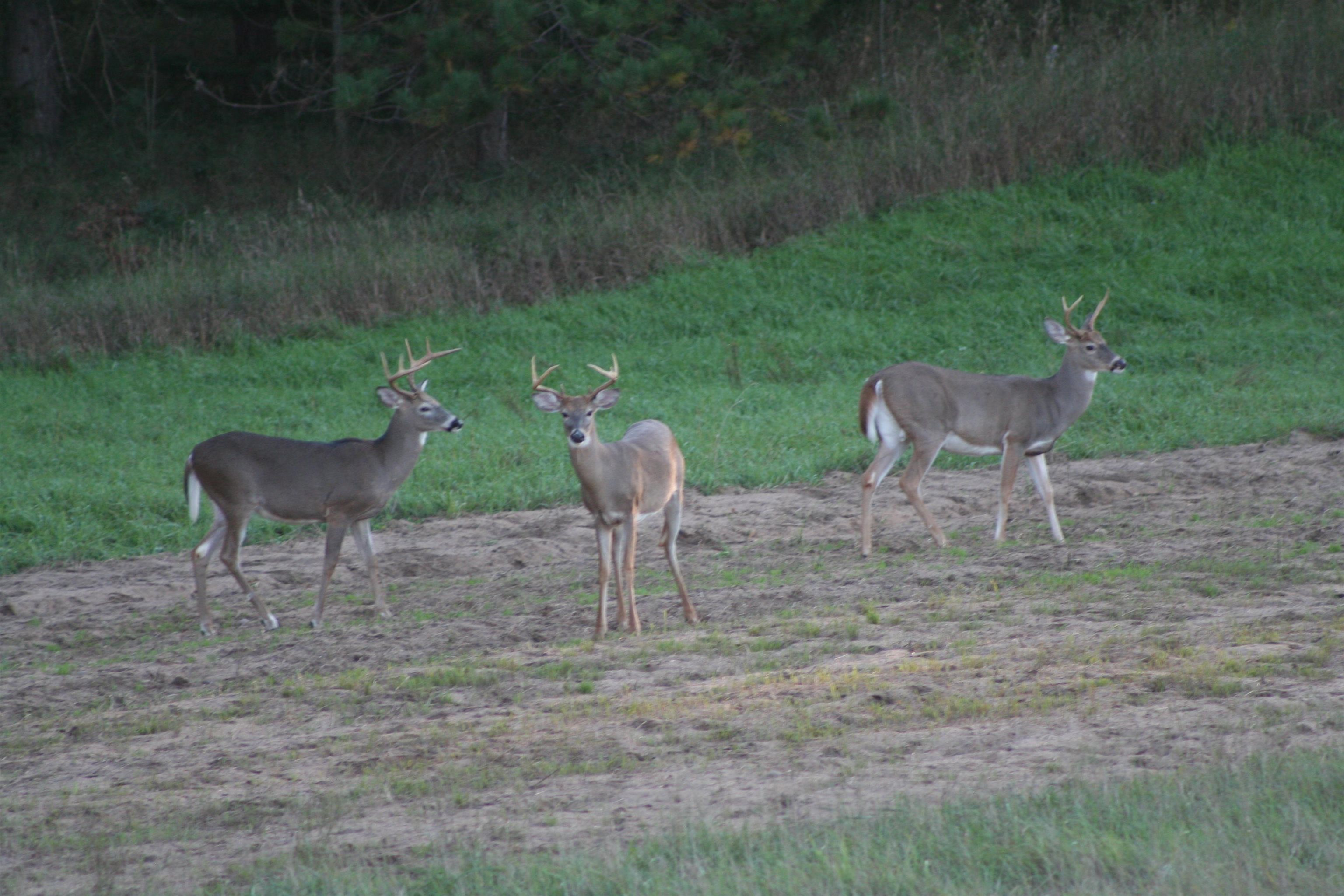 2486 Adams Road Glennie, MI 48737 - Photo 61 of 99