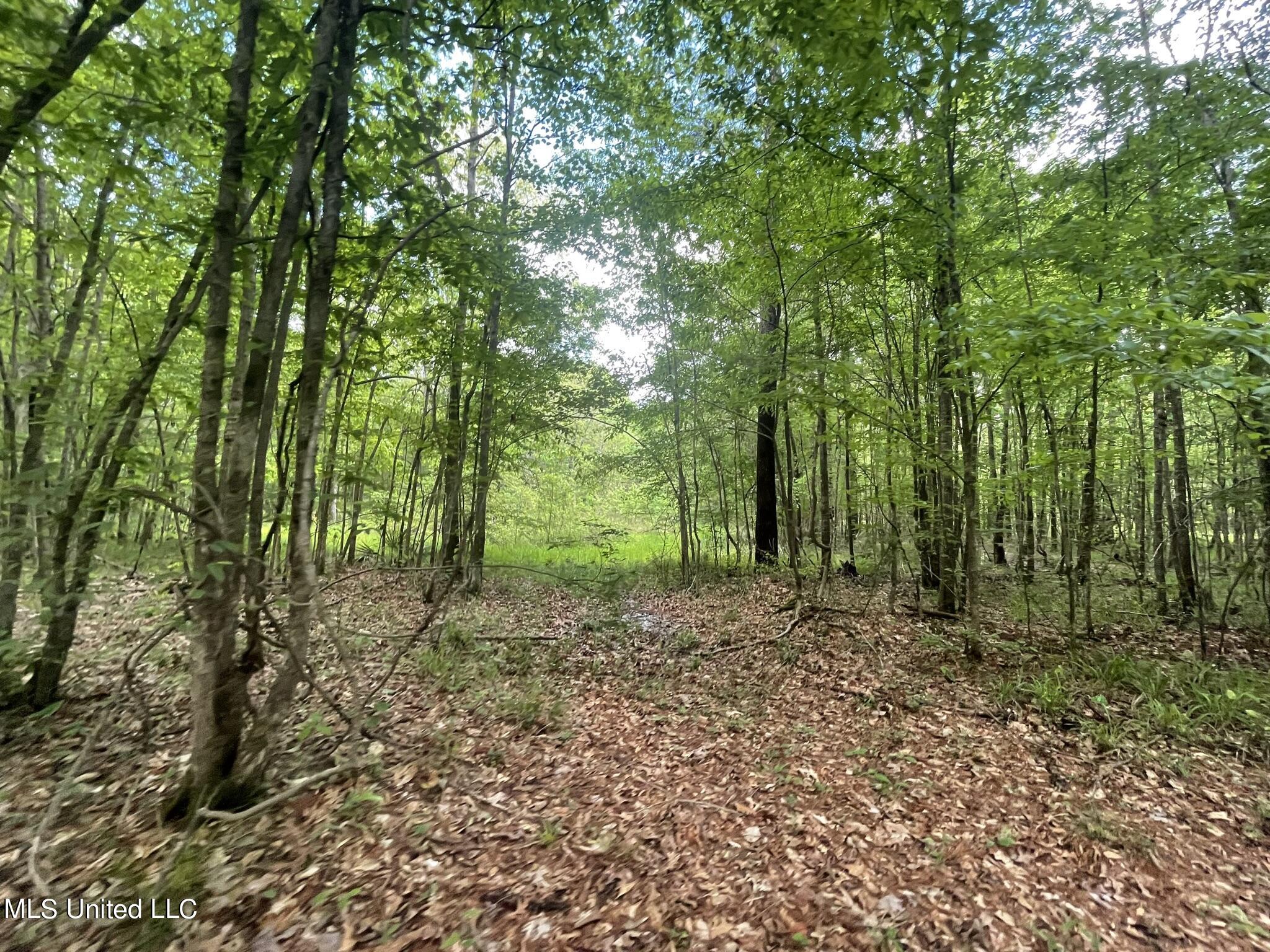 6095 County Road 23 Louin, MS 39338 - Photo 23 of 48 IMG_1341