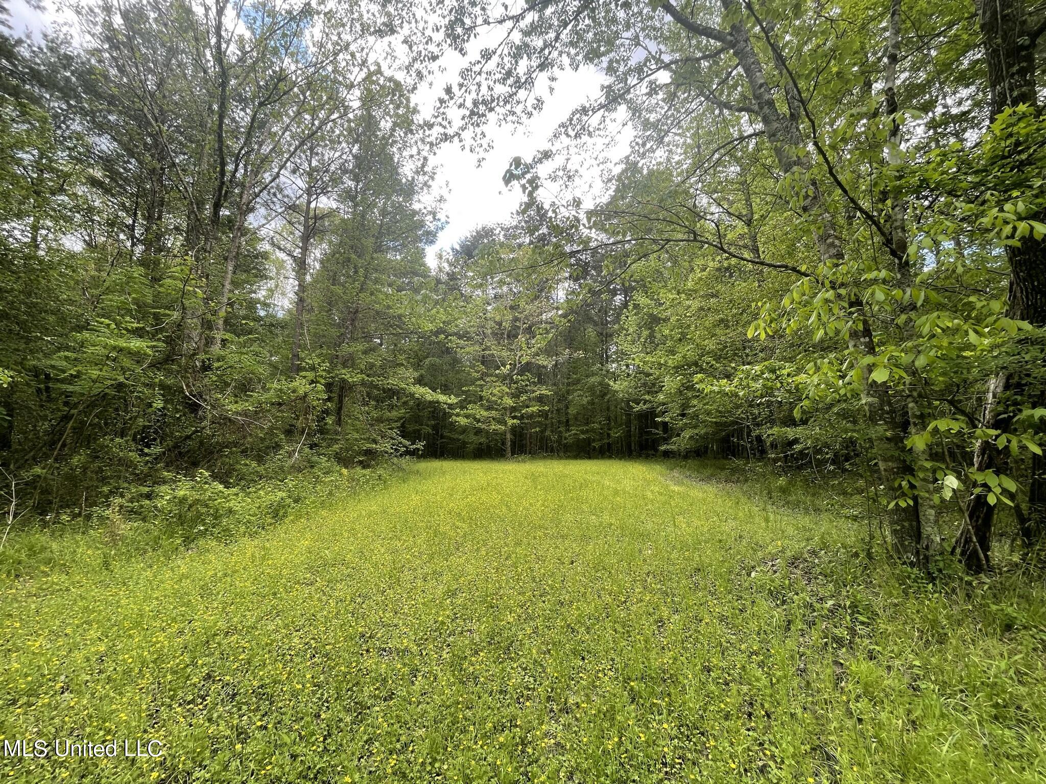 6095 County Road 23 Louin, MS 39338 - Photo 24 of 48 IMG_1345